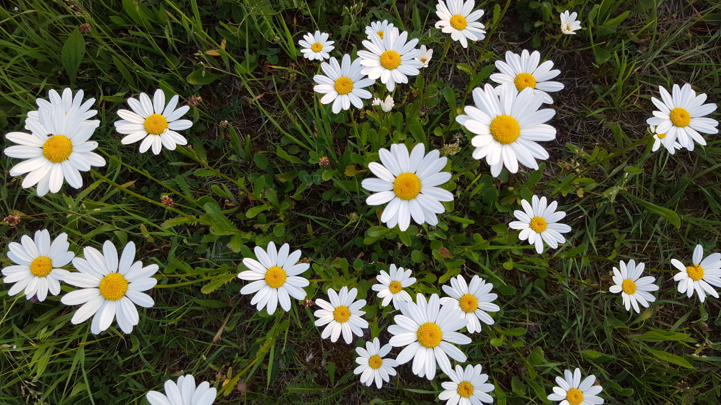 In gesprek met je lichaam is een praktijk voor haptonomie, coaching en energie.